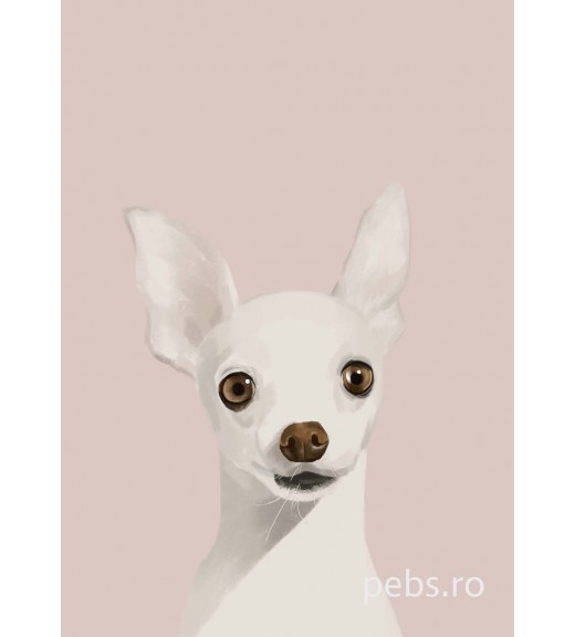 Chihuahua Dog image