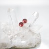 Physalis alkekengi - Winter Cherry. Pearl Burgundy