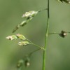 Poa annua - Meadow Grass. Pearl Grey
