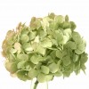 Hydrangea macrophylla - Hortensie. White imagine