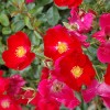 Rosa hybrid. - Trandafir Pitic. Petrol imagine