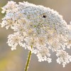 Daucus carota - Queen Anne's Lace Flowers. Pearly Ochre image