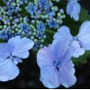 Hydrangea sp. - Hortensie. Blue